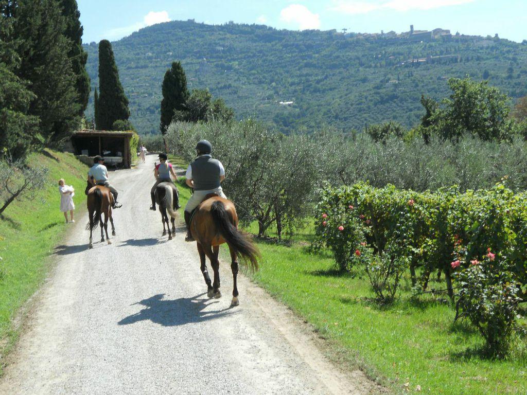 I migliori Tour a cavallo in Provincia di Arezzo Aggiornato 2024