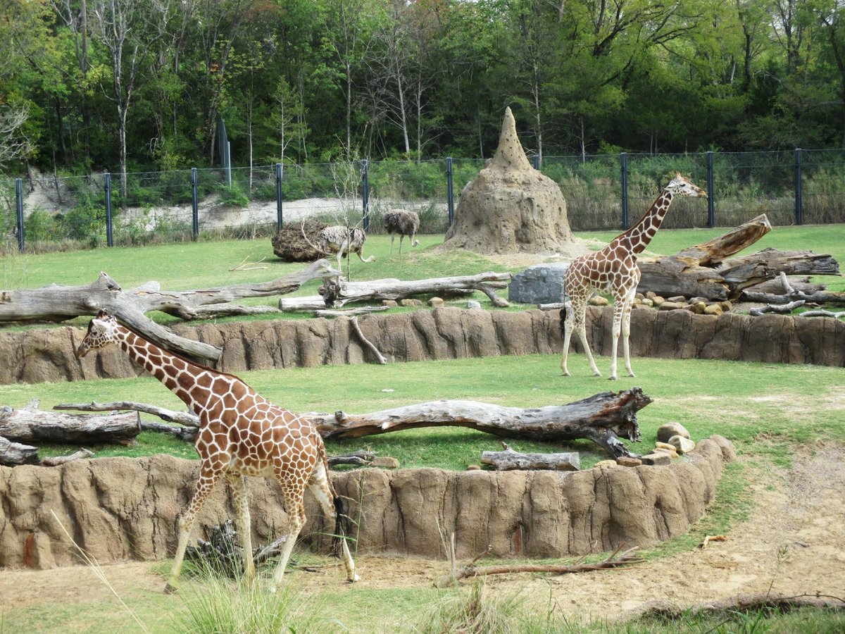 dallas-zoo-all-you-need-to-know-before-you-go-with-photos