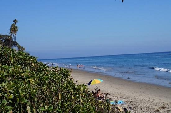 is butterfly beach dog friendly