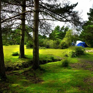 Camping in the Forest