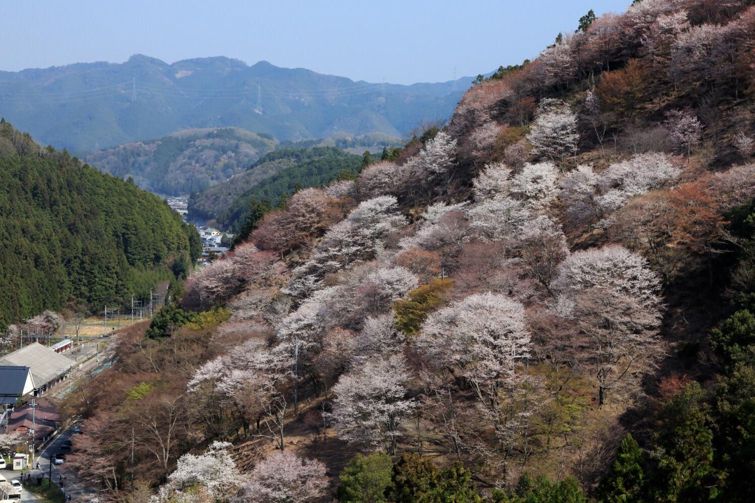 THE 15 BEST Things to Do in Yoshino-cho (2024)