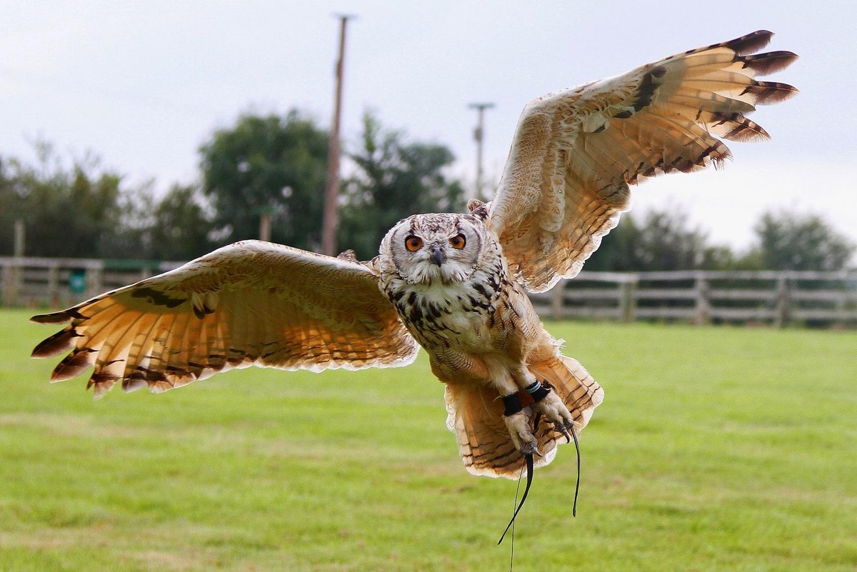 Silly Owl - 1161