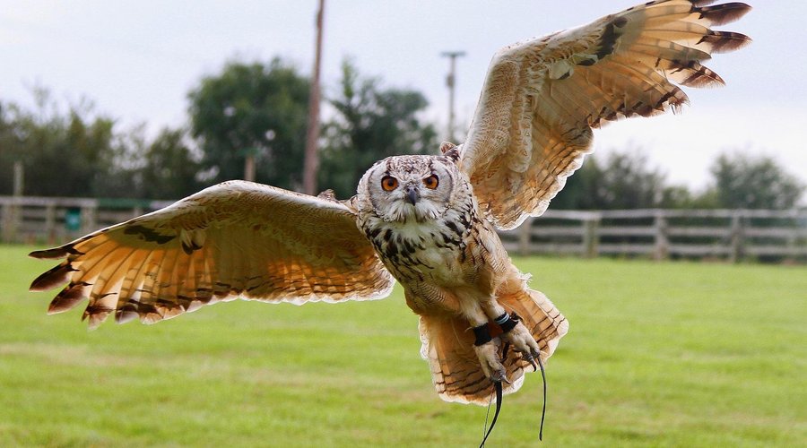 Silly Owl - 1161