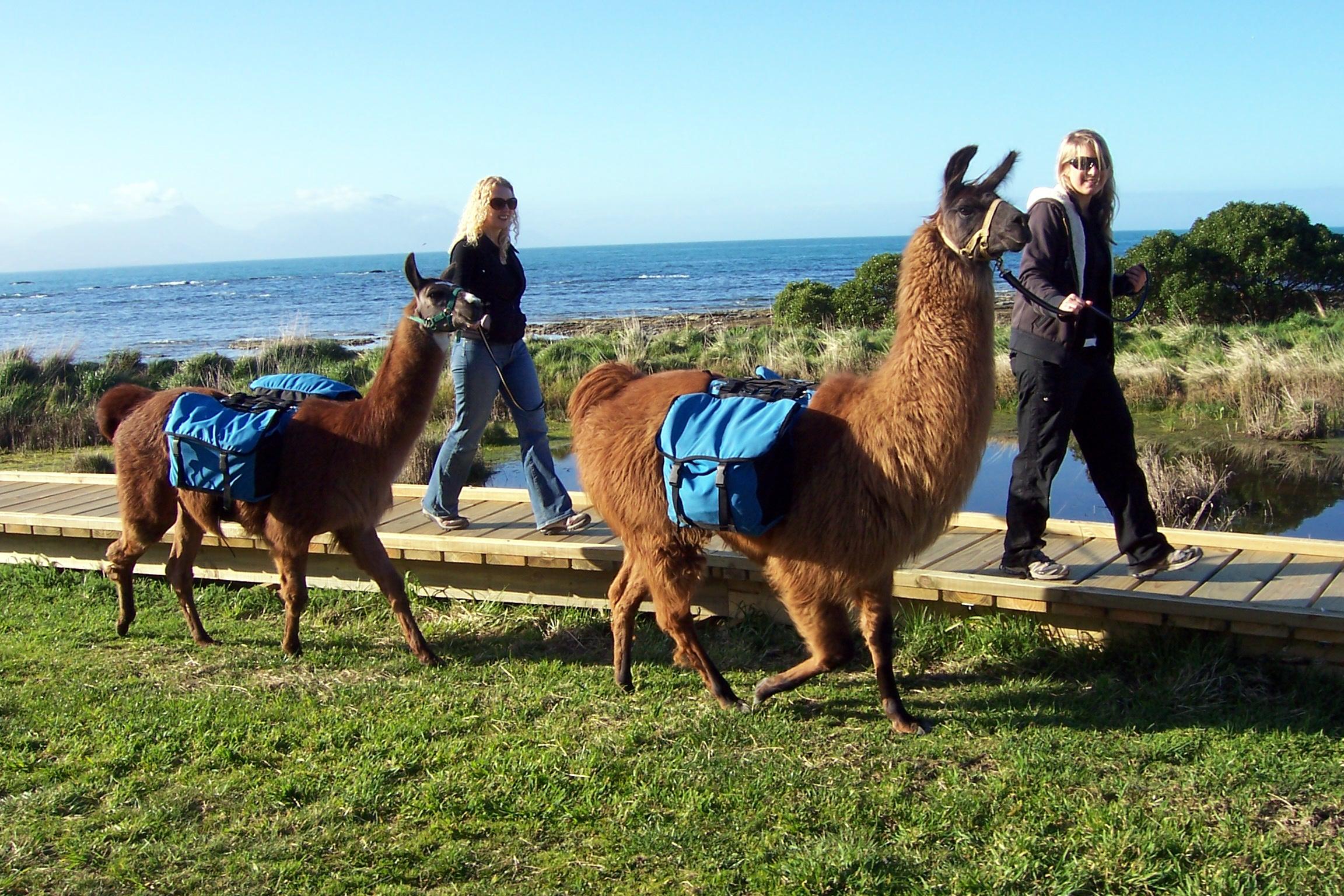 Llama trekking on sale