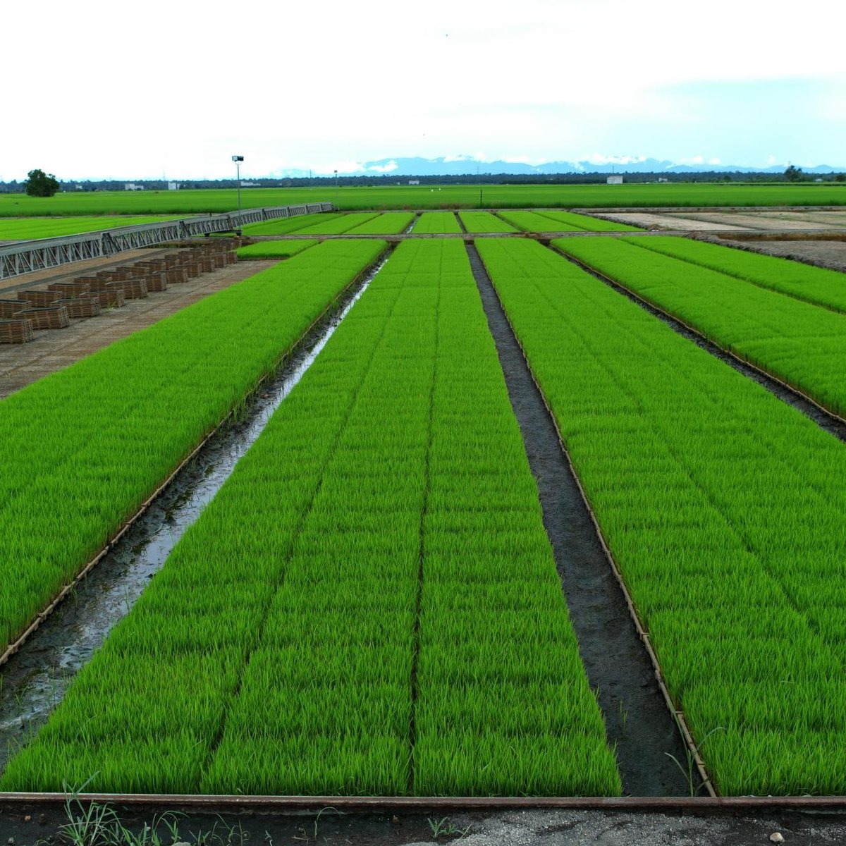 Sekinchan coconut farm