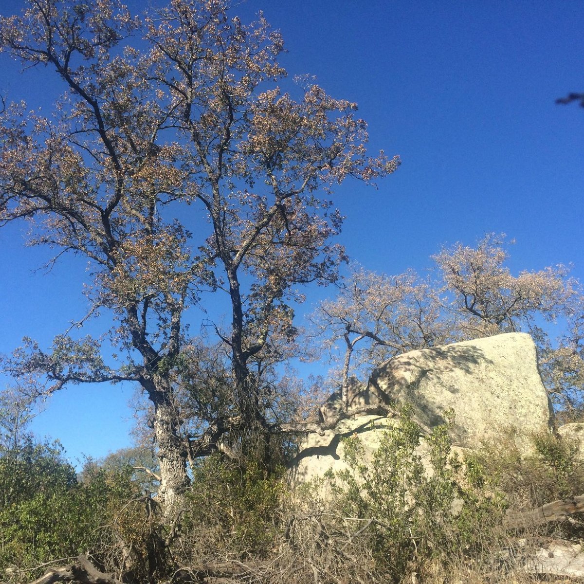 are dogs allowed at santa rosa plateau