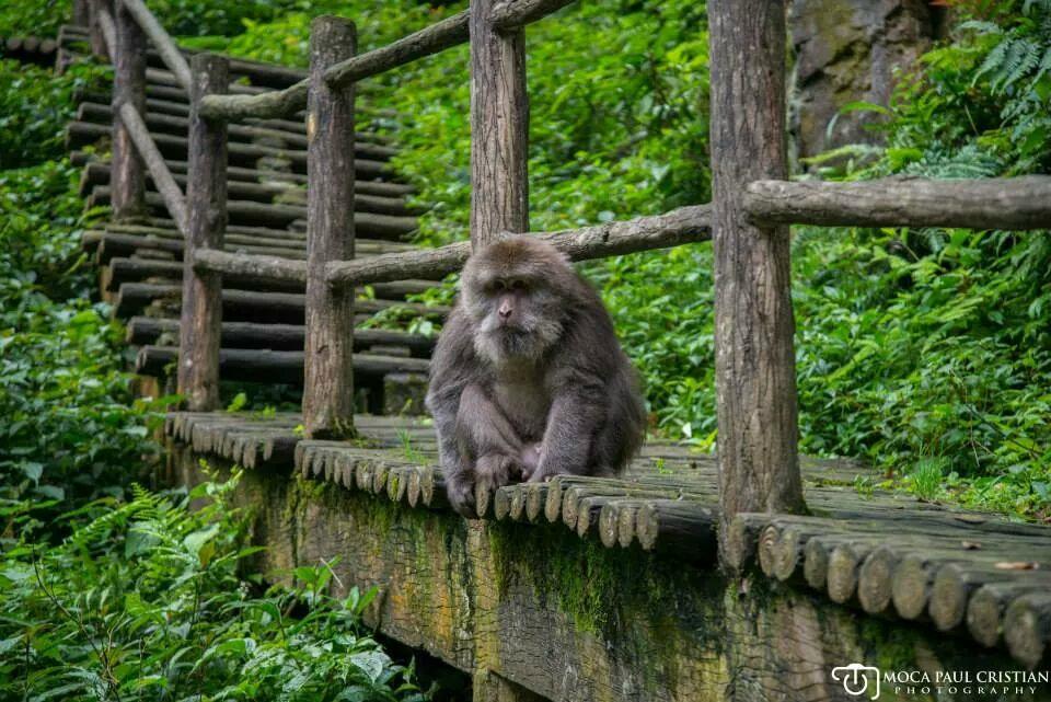 Mt. Emei Natural Ecology Monkey Reserve - All You Need to Know