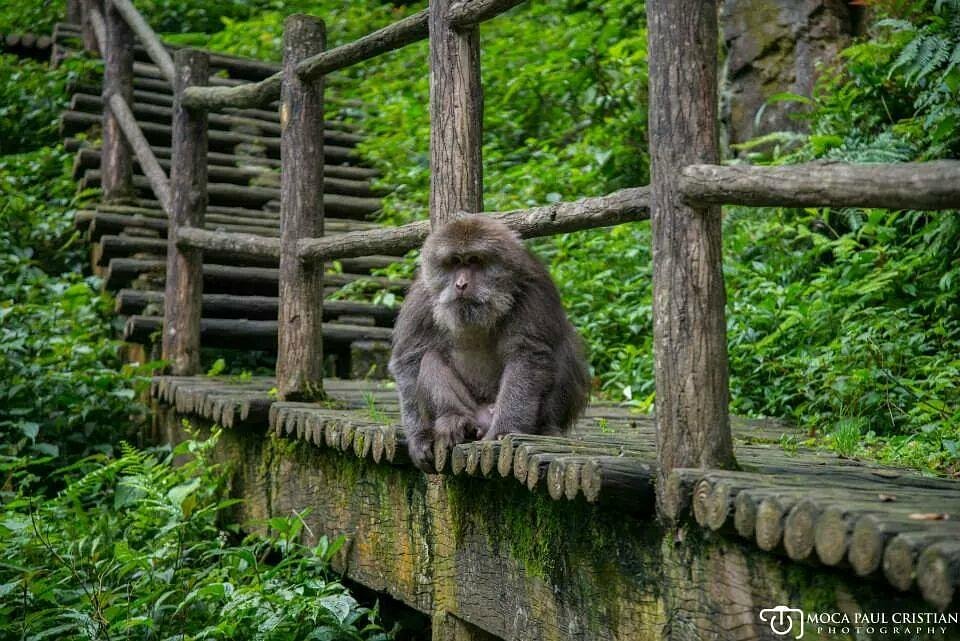 100 melhor ideia de macacos engraçados  macacos engraçados, macacos,  primatas