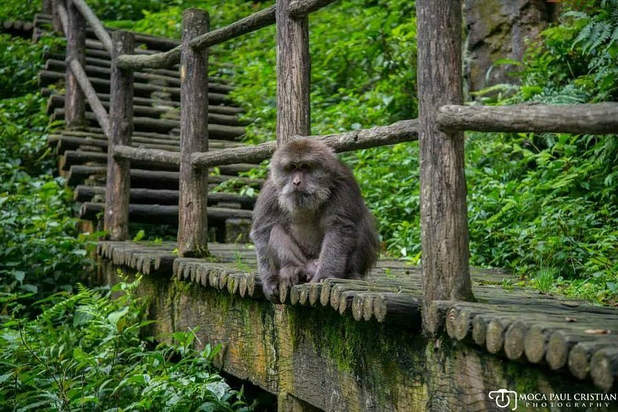 Mt. Emei Natural Ecology Monkey Reserve image