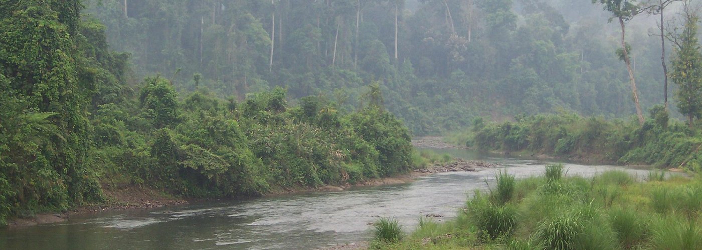River flowing through the Dehing Patkai wildlife sanctuary