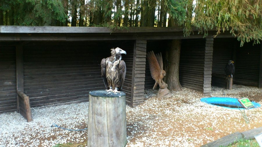 A bird of prey waiting to take off