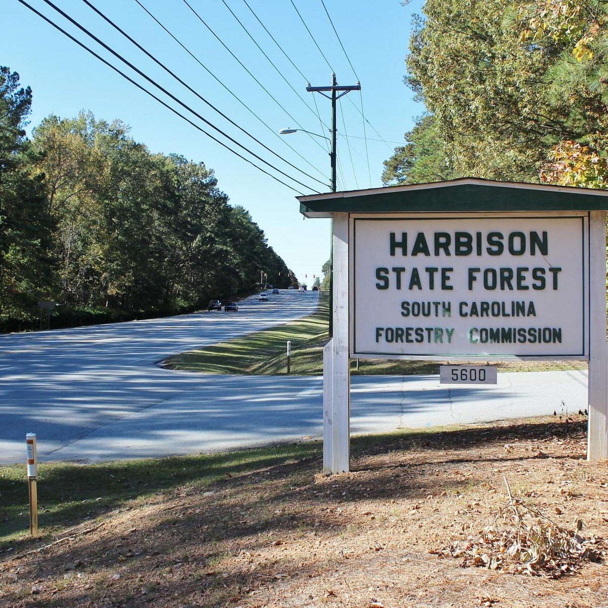 State forest. США лосиная роща. Лосиная роща в Америке. Город лосиная роща США?.