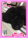 n-poodle