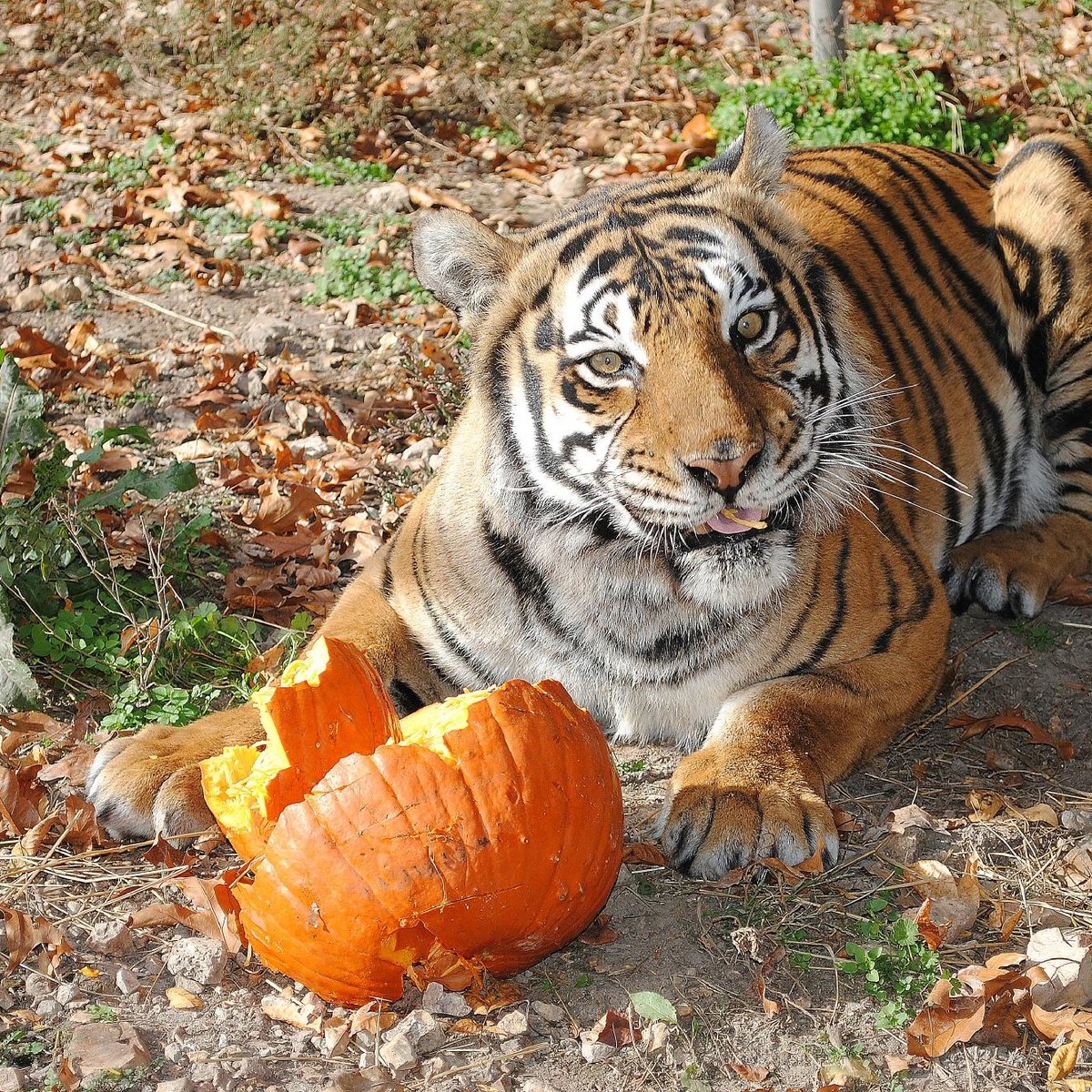 NATIONAL TIGER SANCTUARY (2025) All You Need to Know BEFORE You Go ...