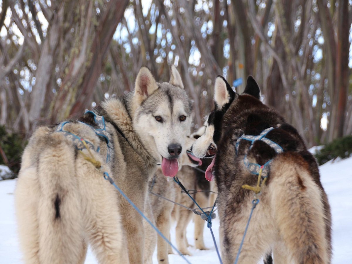 howling husky dog sled tours