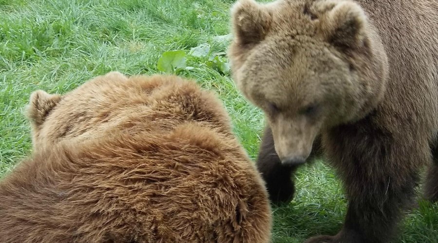 ne lustálkodj! gyere mutassunk a látogatóknak valamit