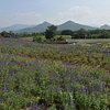 Things To Do in Khao Yai 2 Days Trip (Ground Package, without Hotel), Restaurants in Khao Yai 2 Days Trip (Ground Package, without Hotel)