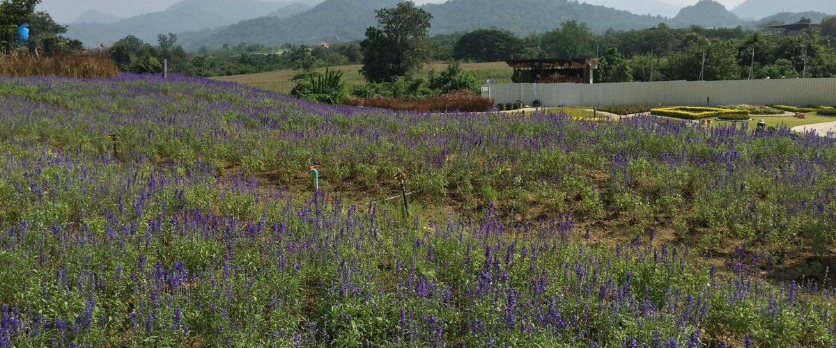 The Bloom Lavendar Fields