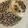えごのき