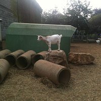 ANIMALI FATTORIA