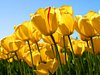 Walkiria_164