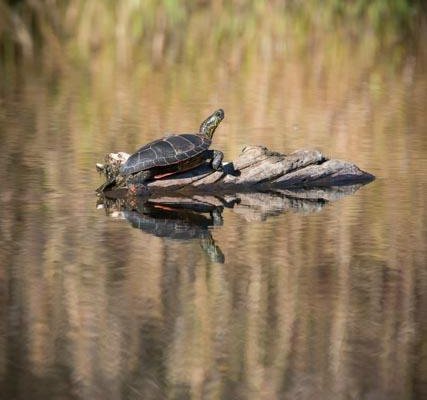 Clearwater River Canoe Trail - All You Need To Know Before You Go (2024)