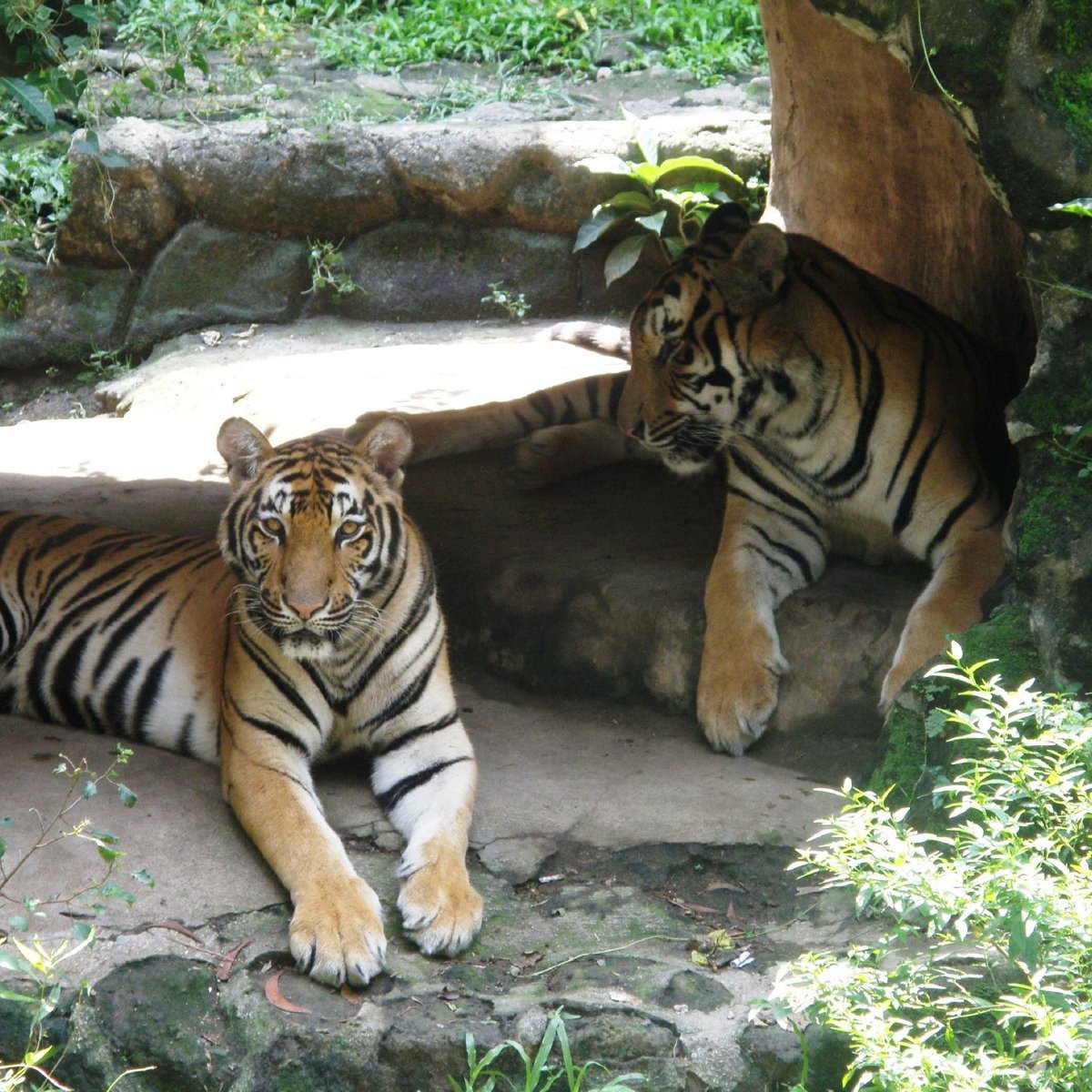 manila-zoo-2022-lo-que-se-debe-saber-antes-de-viajar-tripadvisor