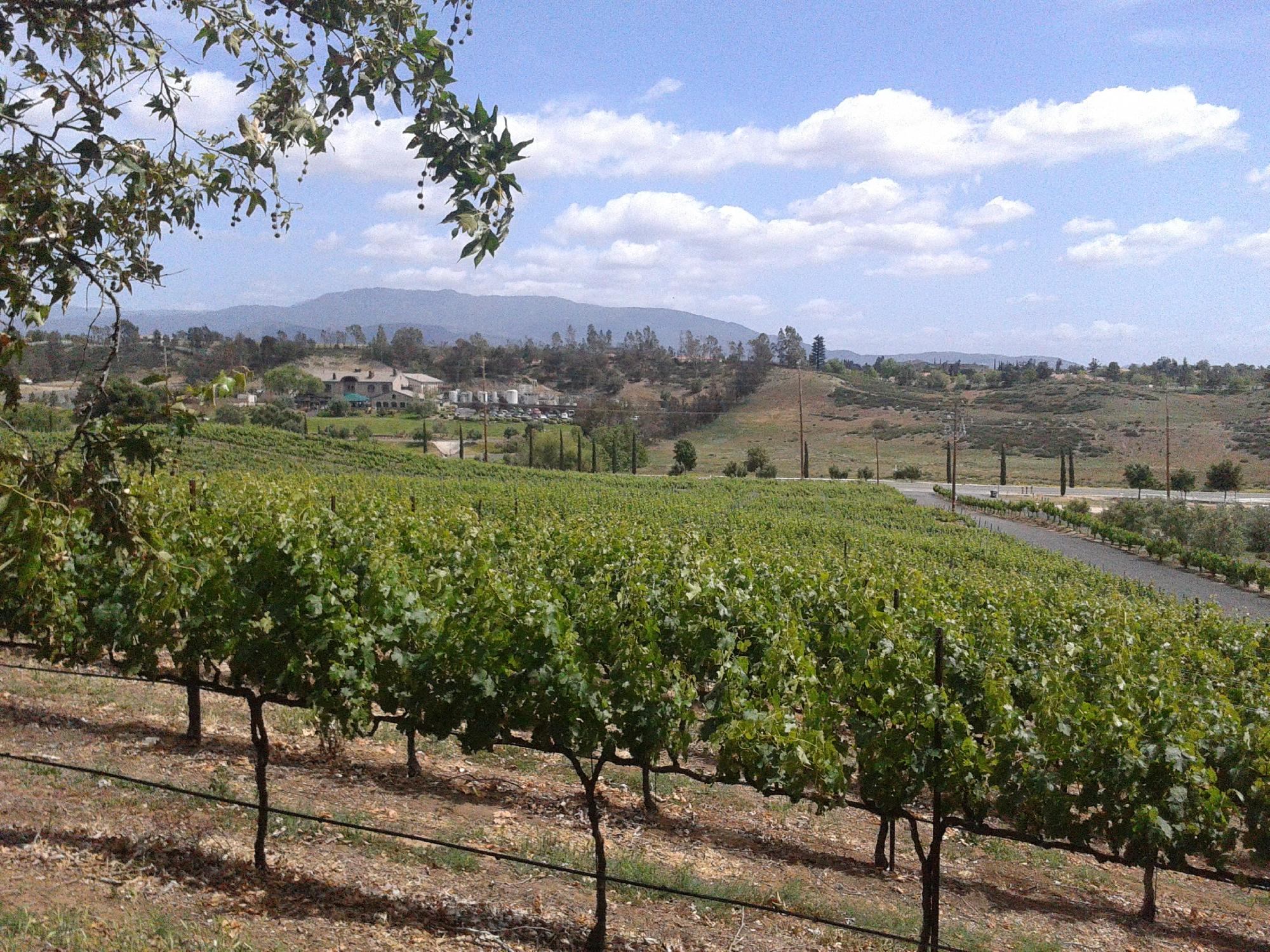 Vineyards around outlet me