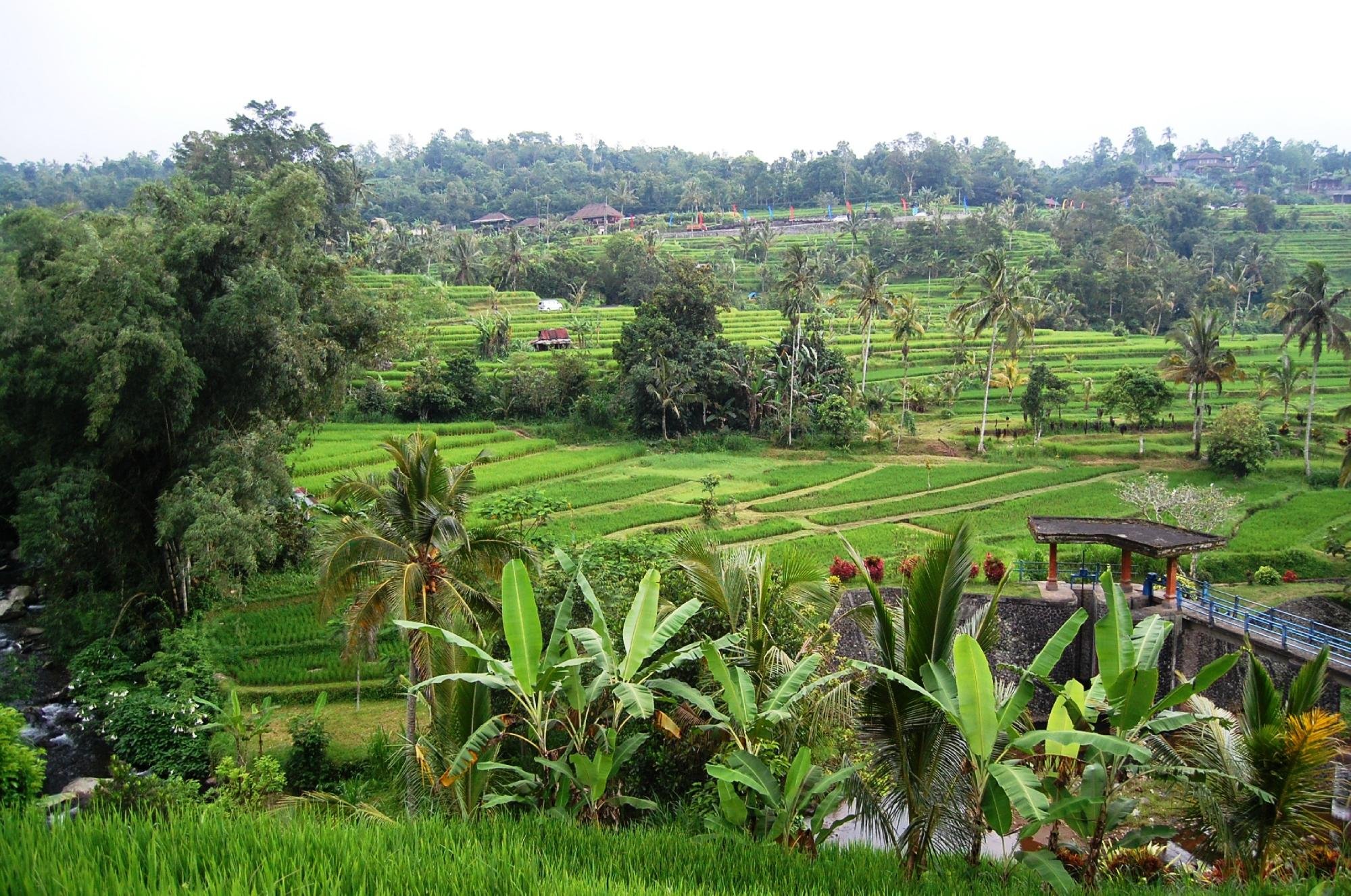 Expansive green rice terraces cascading down mountain slopes with Mount Batukaru backdrop