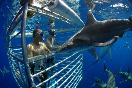 2024年 Hawaii Shark Encounters - 出発前に知っておくべきことすべて - トリップアドバイザー