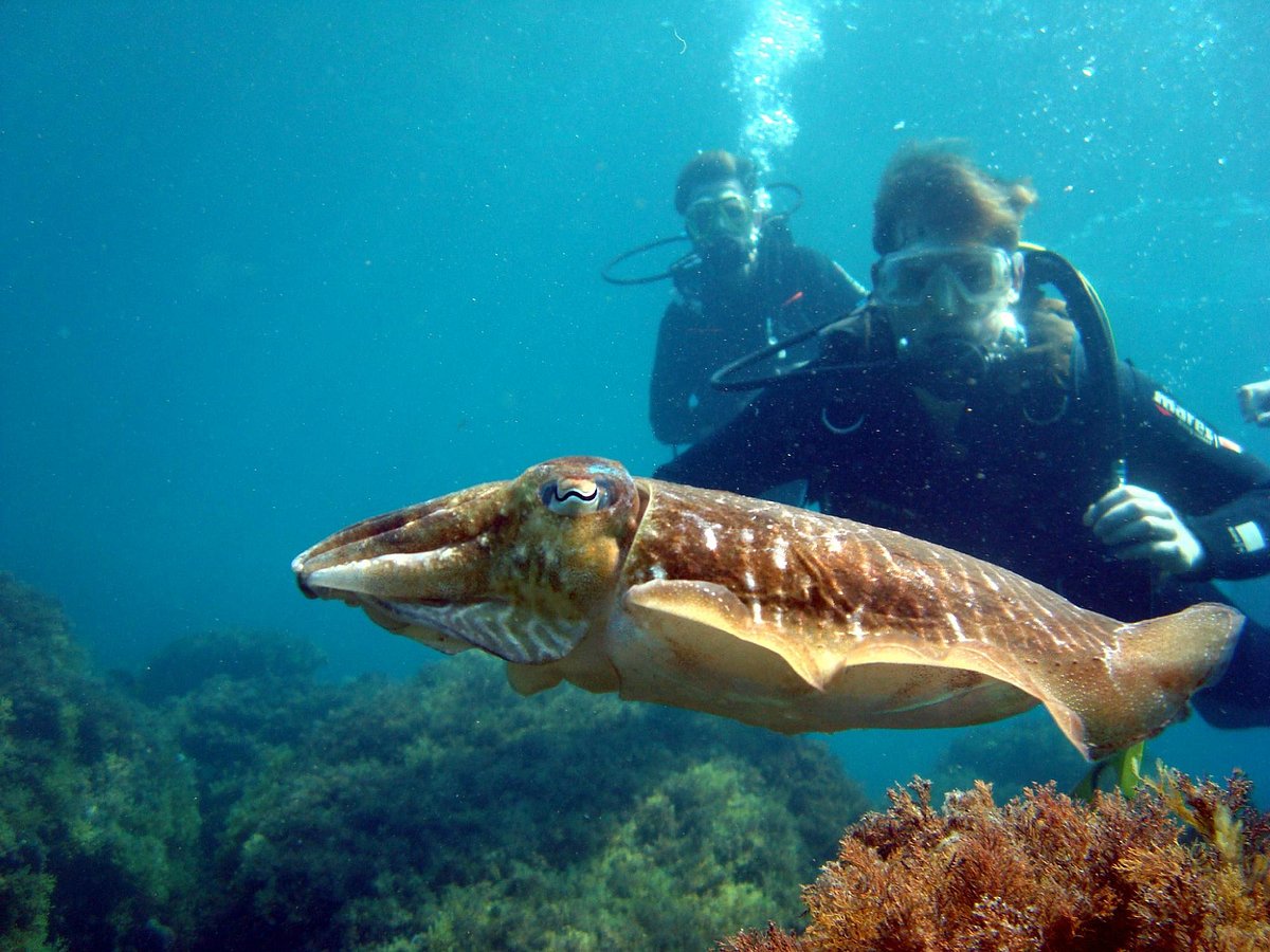 Sea Horse Scuba Diving Centre, Сан-Антонио-Абад: лучшие советы перед  посещением - Tripadvisor