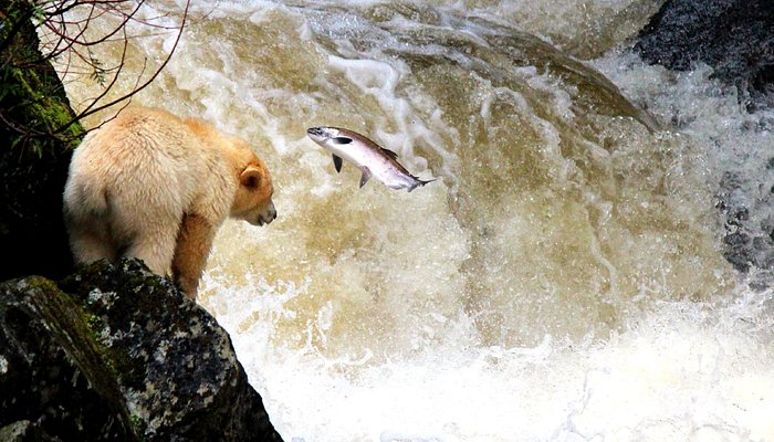 Spirit Bear: Fishing for Knowledge, Catching Dreams