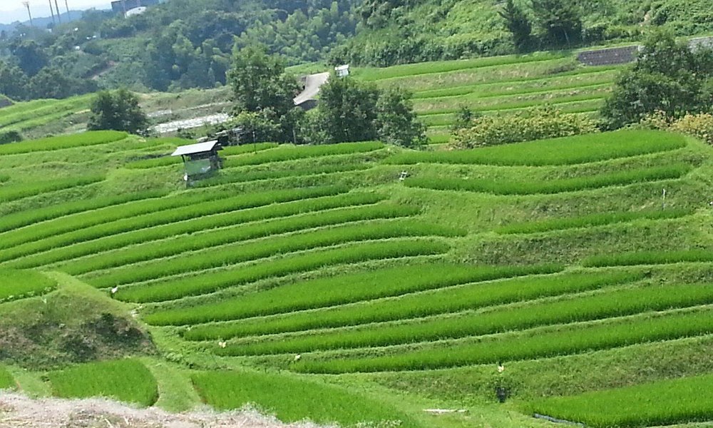 千早赤阪村 旅行 観光ガイド 年 トリップアドバイザー