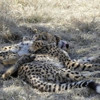 Cheetah Conservation Fund (Otjiwarongo) - All You Need to Know BEFORE ...