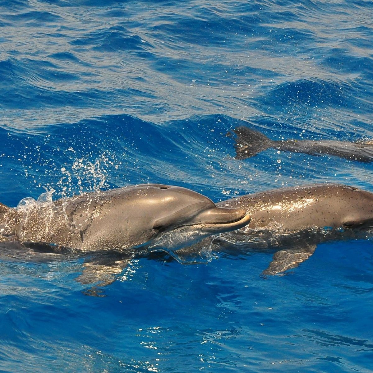 красное море дельфины