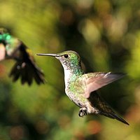 Colibri