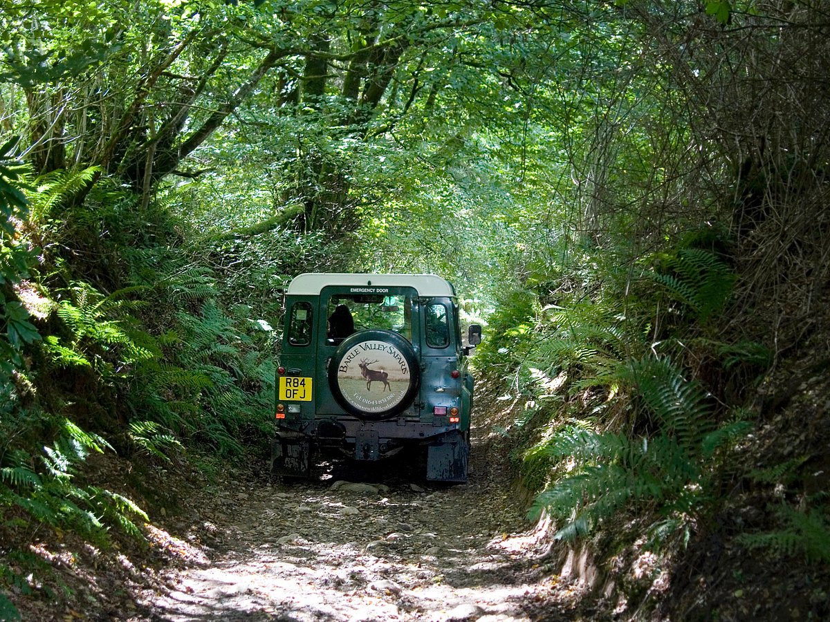 discovery safari exmoor