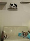 Cute angry cat haha - didn't move from top shelf - can't touch cats up  there – Foto de Cat Cafe Hapineko, Shibuya - Tripadvisor