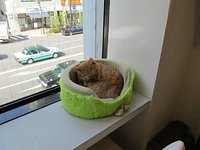 Cute angry cat haha - didn't move from top shelf - can't touch cats up  there – Foto de Cat Cafe Hapineko, Shibuya - Tripadvisor