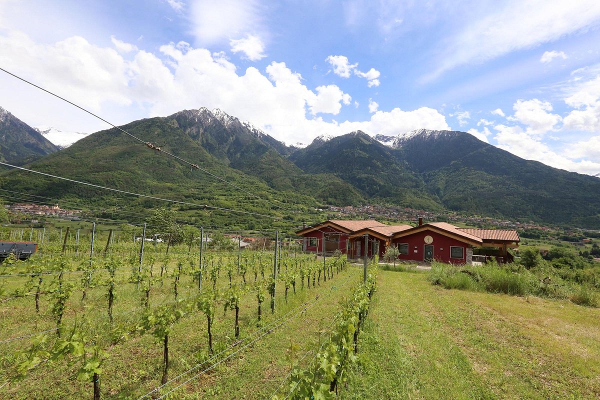 Cantina Rocche dei Vignali (Losine) - All You Need to Know BEFORE You Go