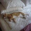 likestosleep