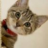 Expogatto