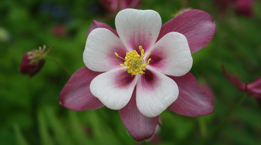 Explorers Garden