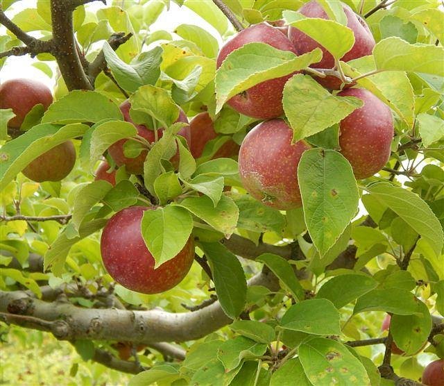 Cardigan Mountain Orchard image