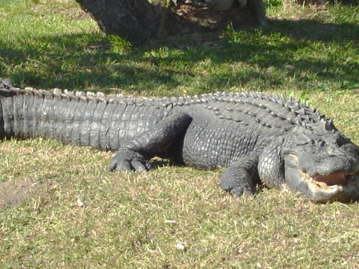 Everglades Swamp Buggy Adventures (Naples) - All You Need to Know ...