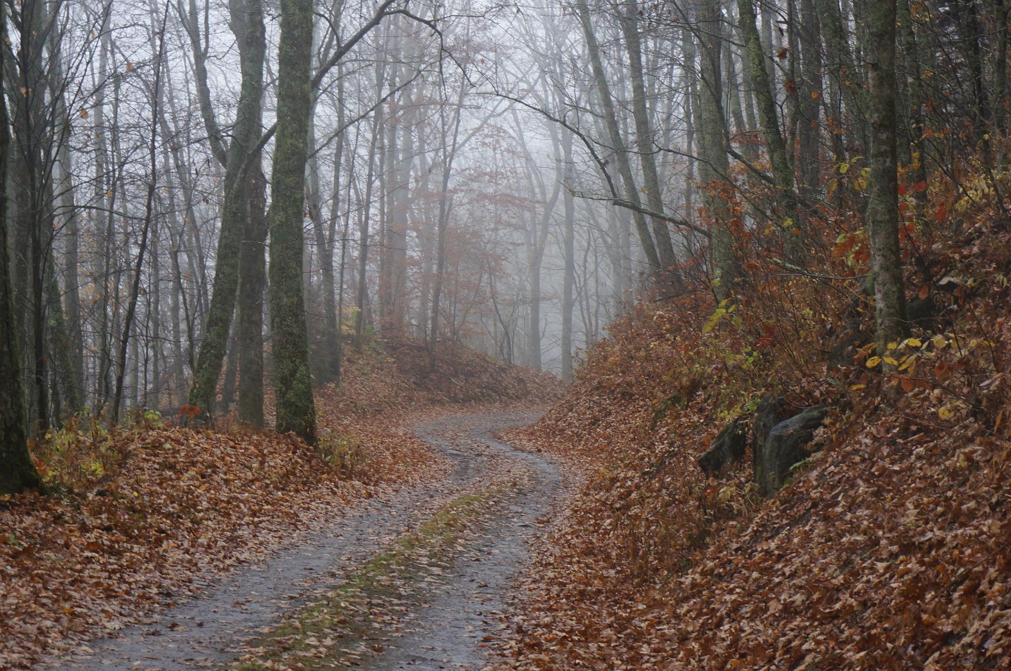 THE 15 BEST Things To Do In Great Smoky Mountains National Park   Balsam Mountain Road 