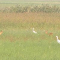 Nationalpark Neusiedler See – Seewinkel - All You Need to Know BEFORE ...