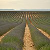 Things To Do in The Grand Canyon of Europe and Its Lavender Fields Small group day Tour, Restaurants in The Grand Canyon of Europe and Its Lavender Fields Small group day Tour
