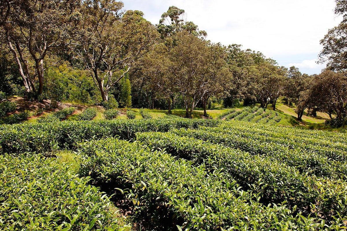 mauna kea tea tour