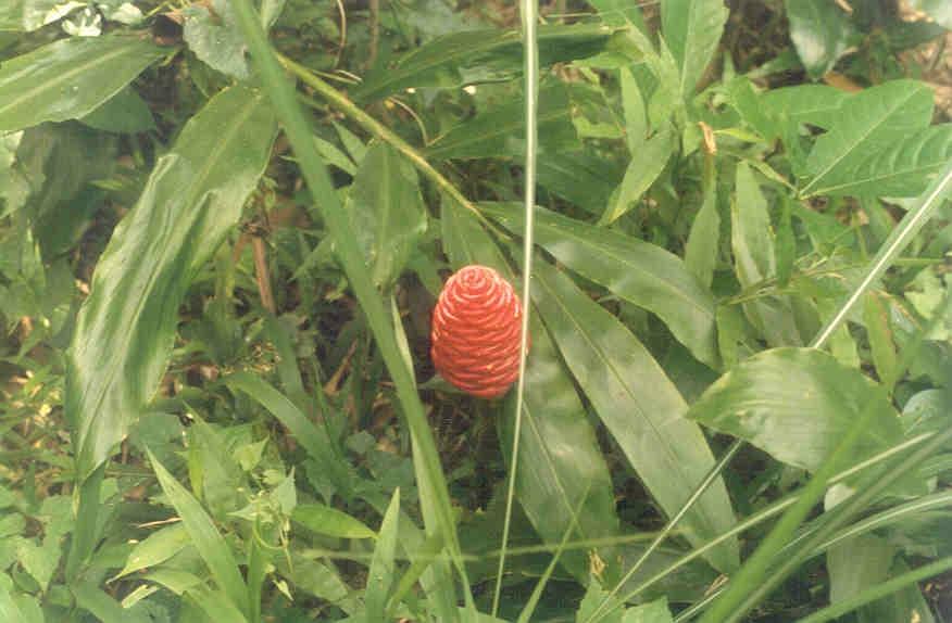 Pitcher Plants - Picture of Balpakram National Park, Tura - Tripadvisor